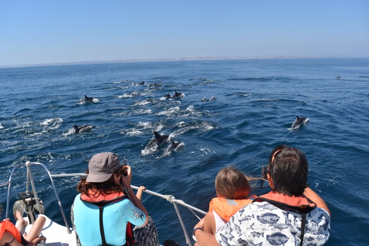 People on a boat watching dolphins swimming in the sea.