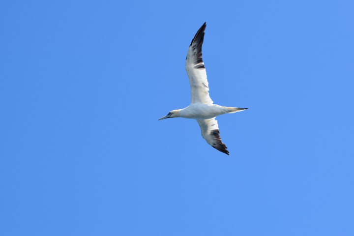 Bird with white body and black wingtips soaring against a clear blue sky.