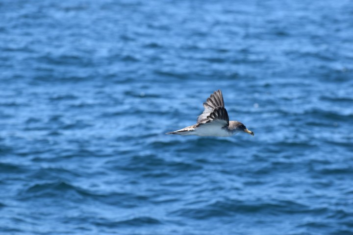 Bird flying over blue ocean waves with wings spread.