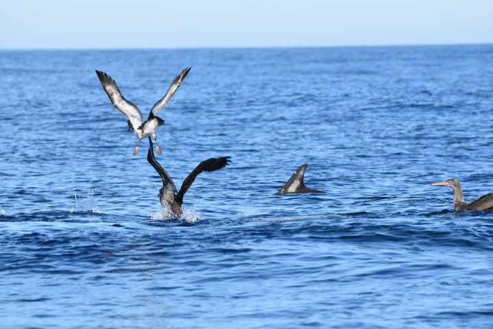 Seabirds and dolphin dorsal fin in the ocean, with one bird mid-flight.
