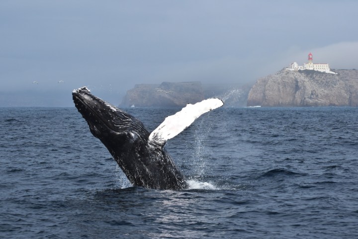 Breaching whale in ocean with rocky cliff and lighthouse in the background.