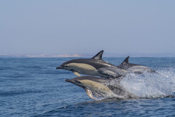 Two dolphins jumping in the ocean with splashing water.