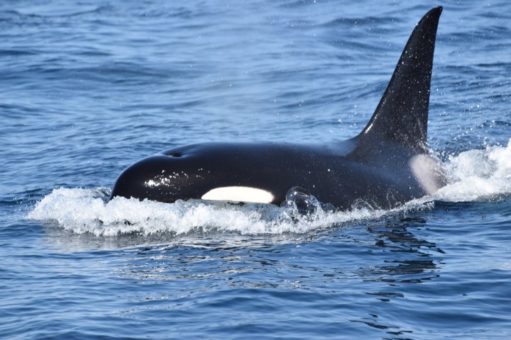 Orca swimming with dorsal fin above water in a blue ocean.
