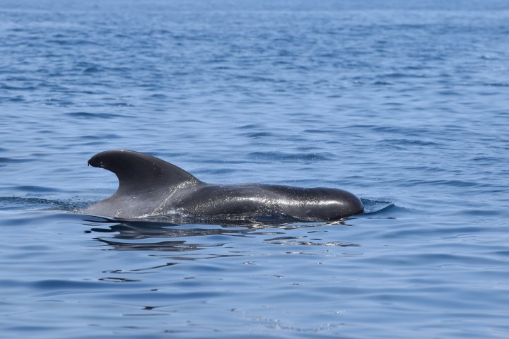 A whale surfacing in calm blue ocean water under a clear sky.
