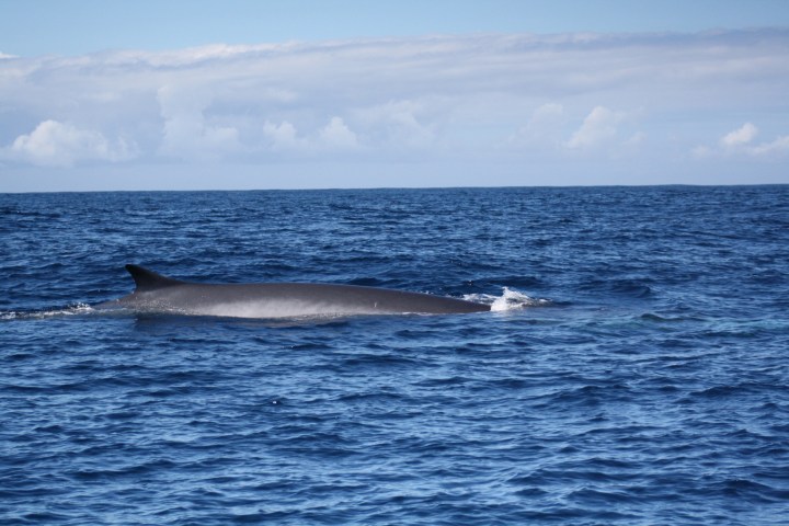 Whale partially submerged in the ocean under a cloudy sky.