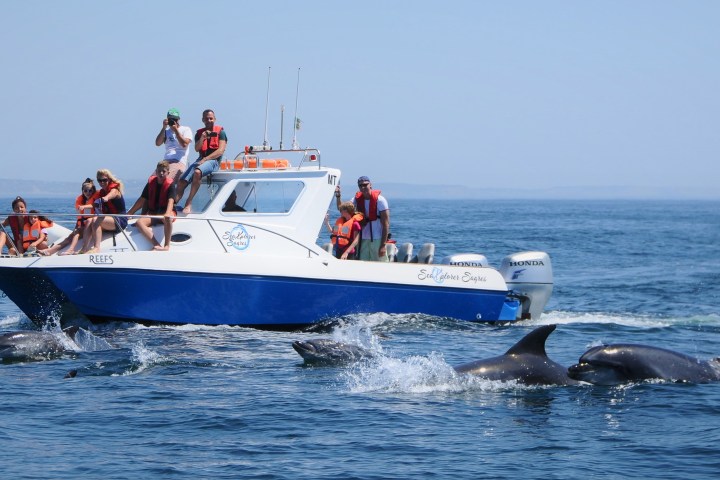 People on a boat watching dolphins swim in the ocean on a sunny day.