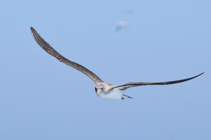 Bird with long wings soaring in clear blue sky.