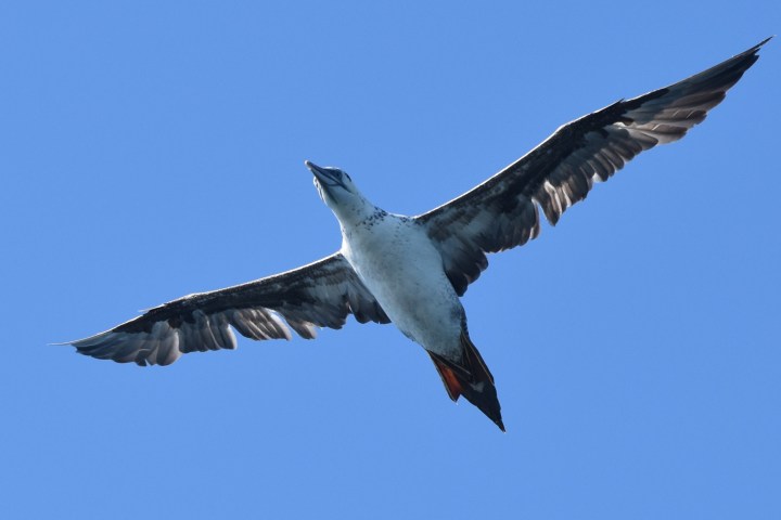 Bird with outstretched wings flying against a clear blue sky.