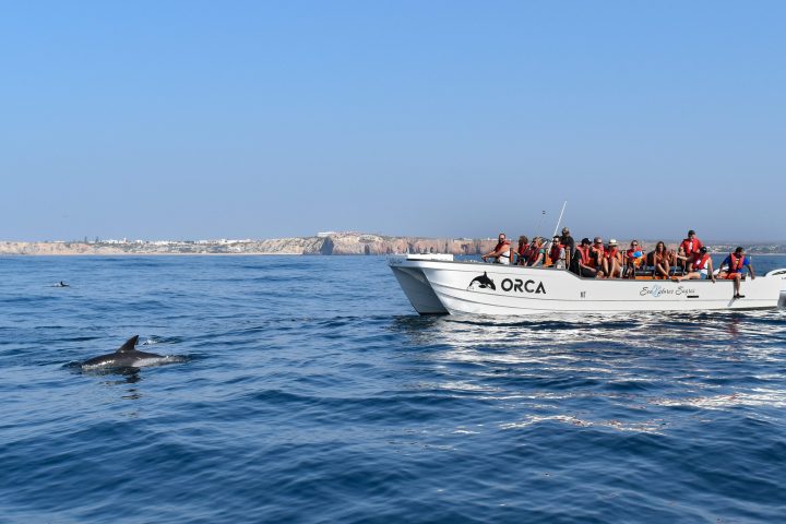 Tourists on boat watch dolphins swimming in the ocean.