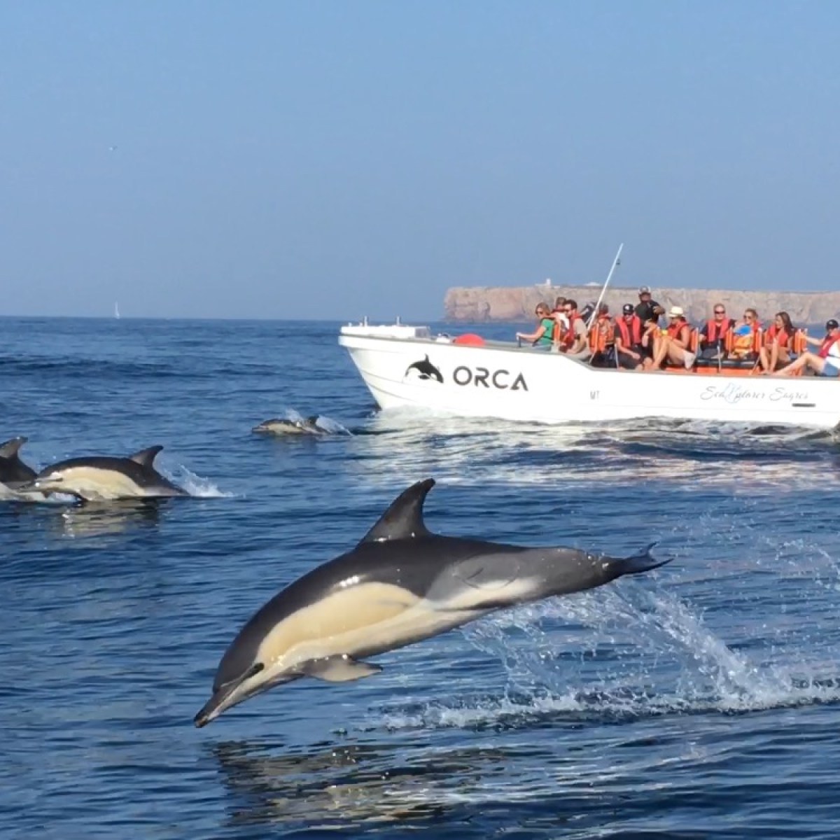 Dolphins leaping near a tour boat with people in life jackets.