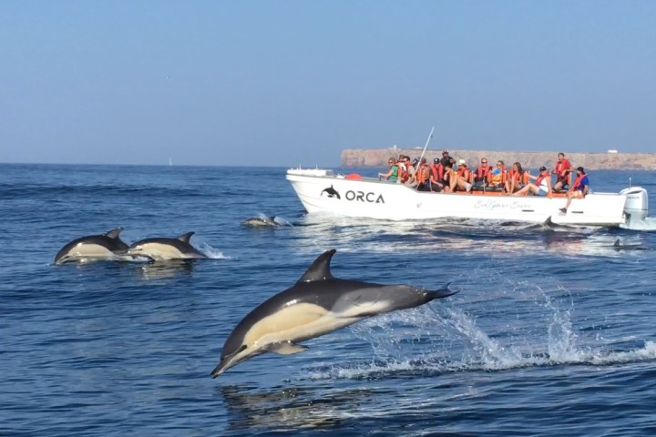 Dolphins leaping near a tour boat with people in life jackets.