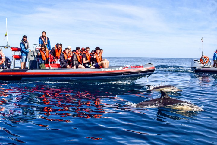 Tourists in life jackets on boats watching dolphins in the ocean.